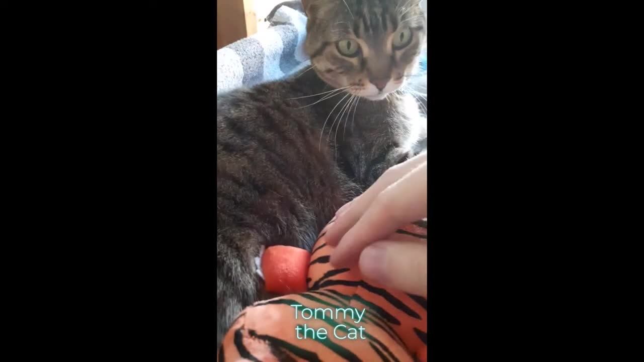 Cat gets jealous of his tiger