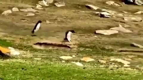 Confused penguins