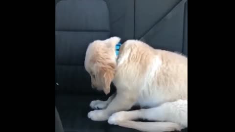 try not to laugh with these pet videos