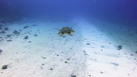 turtle swimming in the ocean