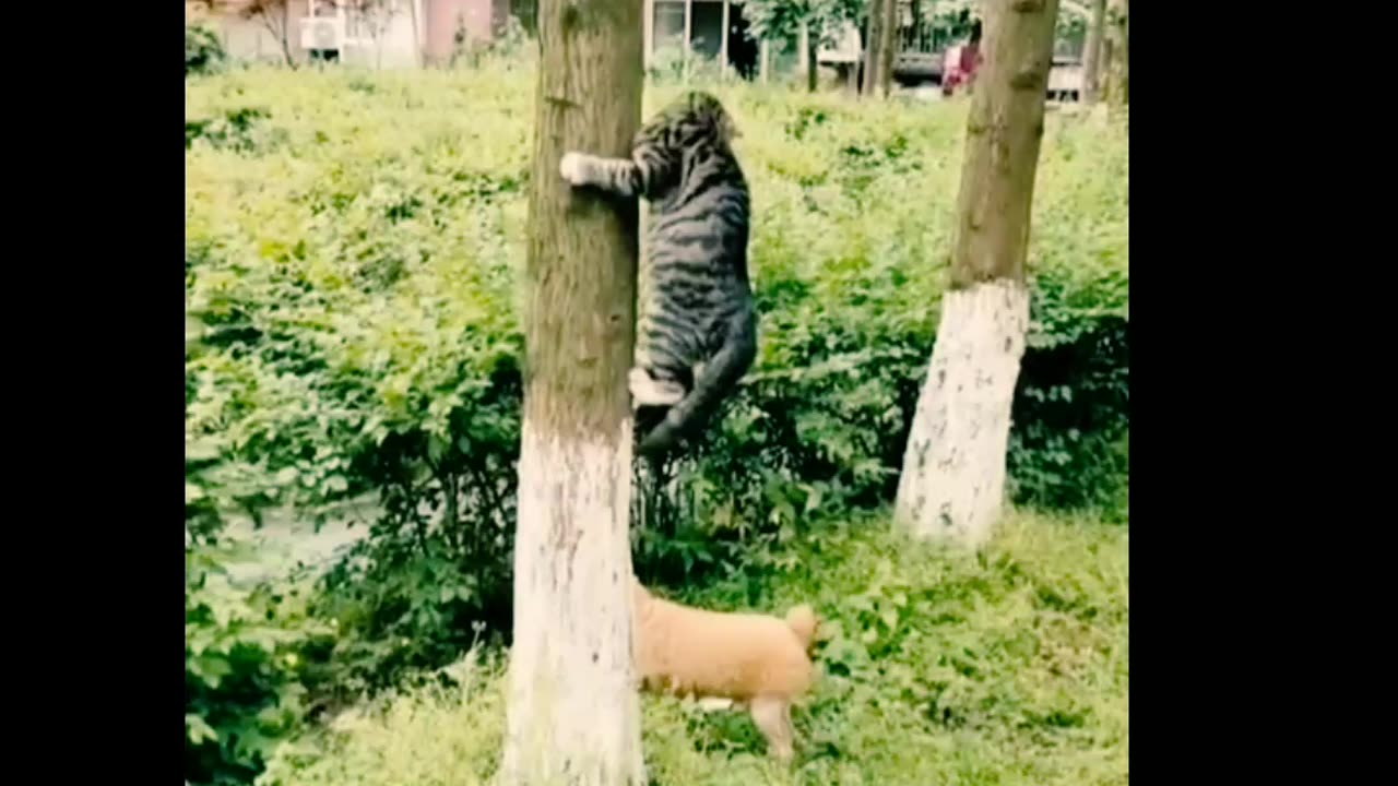 Animals videos | cat and dog funny video