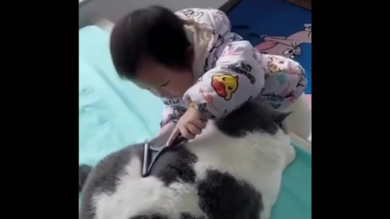 Funny fat cat playing with cute baby#cutecats#cats