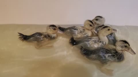 2 week ducklings