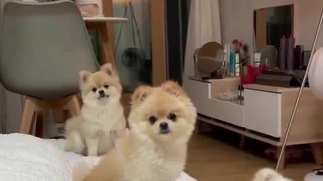 Baby Dogs - Cute and Funny Dog Videos Compilation Animals 2022.shortcut