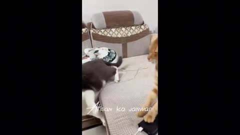 New_Funny_Animals🤩Funny_Cats_and_Dogs🐶😹You_Laugh_You