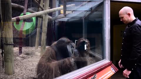 Monkeys react to magic