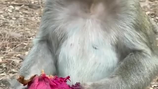 Monkey and natural make up))))