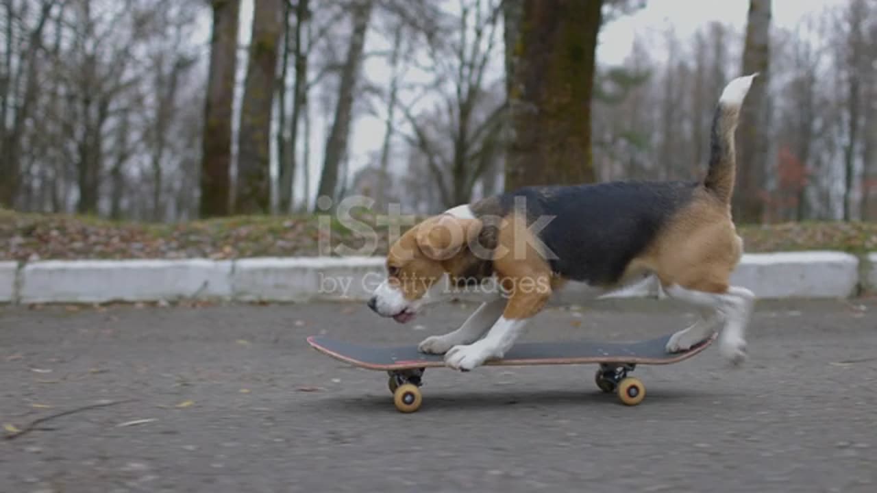 Intresting Dog Video with Skateboard