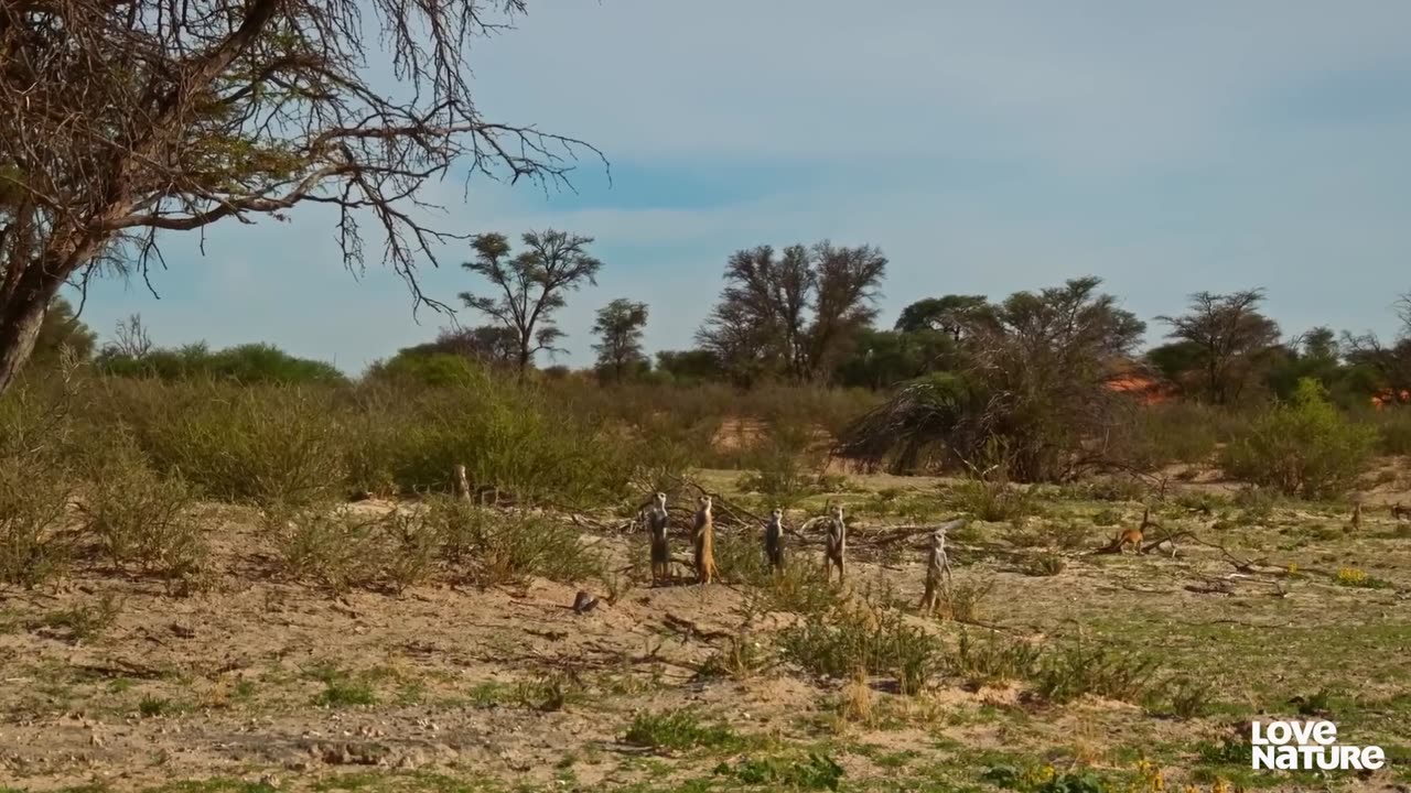 Cobra VS Mongoose | Animal Word