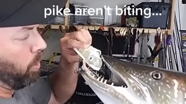 I'd just be happy to catch a pike...