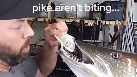 I'd just be happy to catch a pike...