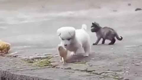 Cute Little Puppy Playing with Chicks #shorts #viral #shortsvideo #video