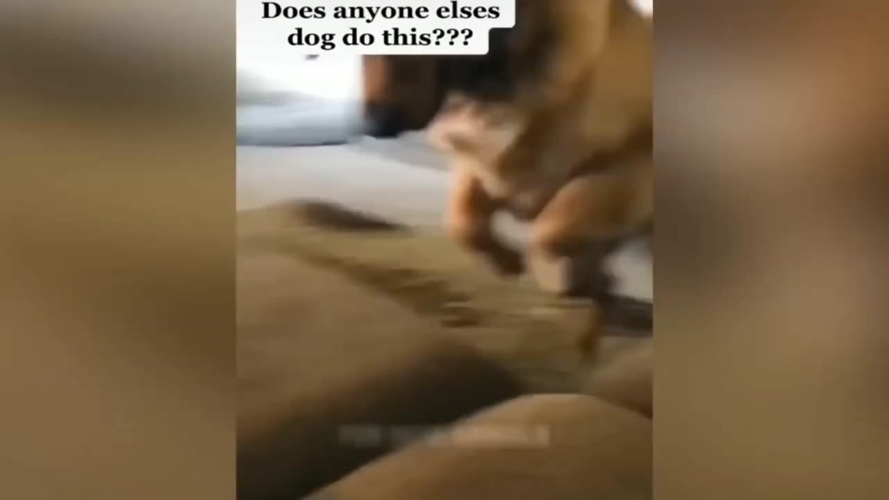 Cute and funny animal videos 😂🥰