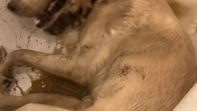 The dog splashed in the bathtub