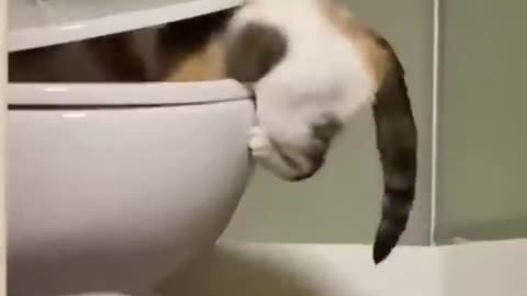 Amazing Funny Cats Trending Clips😹