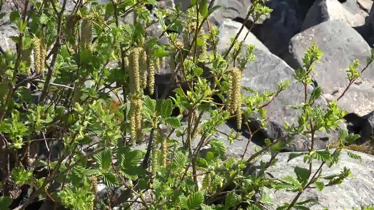 Alaska Spring Shrub In Wind