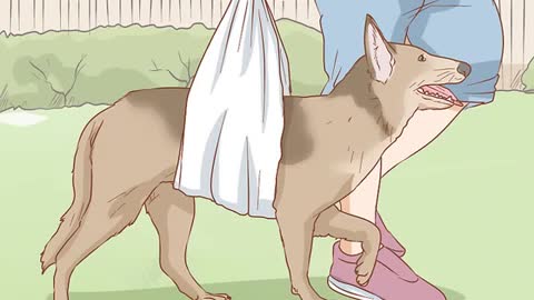 How to help your dog with a broken leg