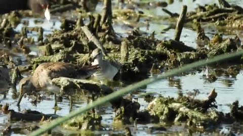 wood sandpiper in riverside county,california