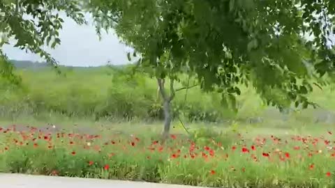 flowers blowing in the wind