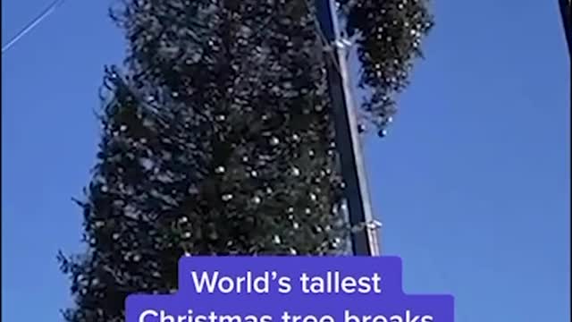 World's tallestChristmas tree breaks