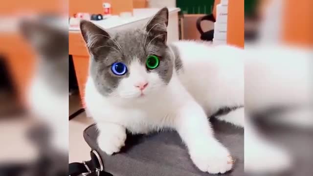Baby Cats - Cute and Funny Cat Videos Compilation #34 | Aww Animals Aww Animals