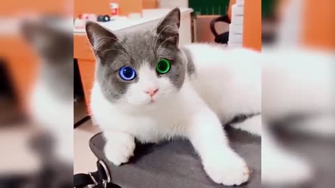 Baby Cats - Cute and Funny Cat Videos Compilation #34 | Aww Animals Aww Animals