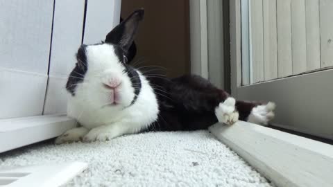 Rabbit gets stuck then attacks in fit of rage