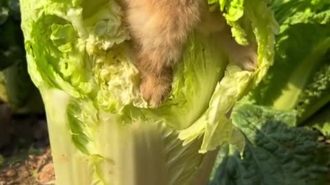 The little bunny that's stealing and eating cabbage.