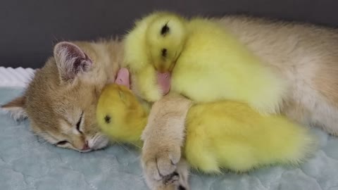 The kitten hugs the duckling to sleep. Fear of duckling missing