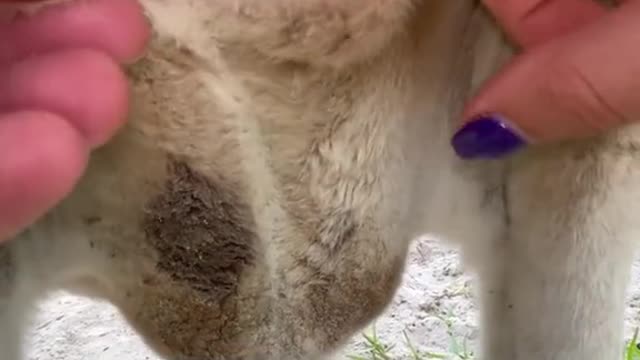 AMAZING! Look how much her teet stretches #foryoupage #foryou #fyp