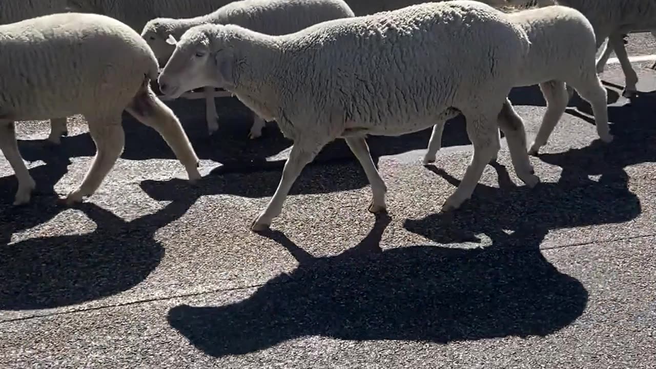 Flock of Floof Causes Traffic Jam