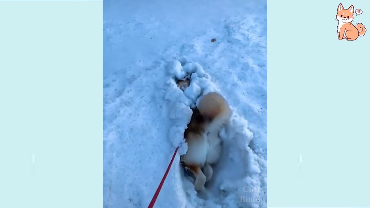 Cute Dogs Going to Bathroom