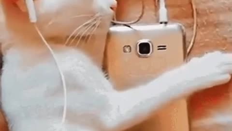 Cute Cat Gif