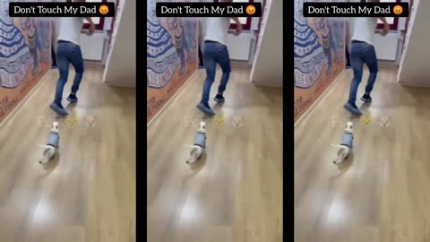 Cat 🐱🐱 comedy funny video clip 🤣🤣🤣🤣🤣