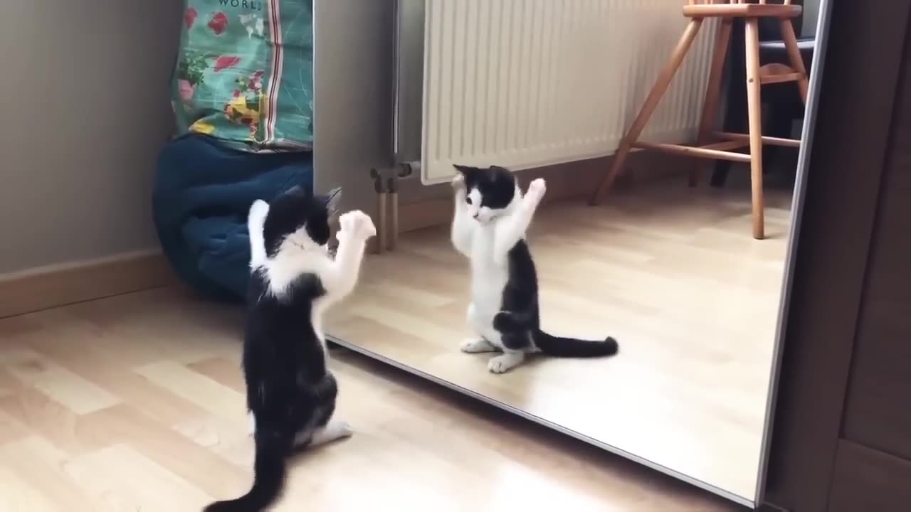 Funny Cat And mirror Video|Funny video