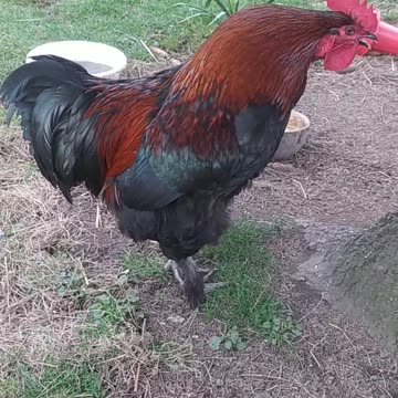 Good morning, Sapphire welcomes you with crowing!!!