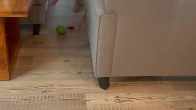 Molly just can’t leave buddy alone🤣🤣