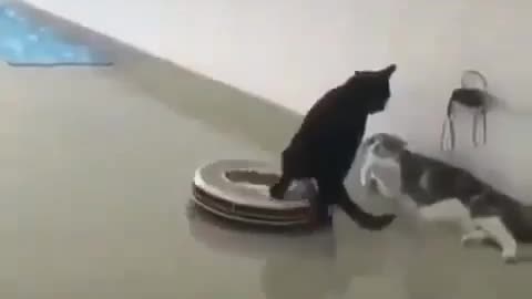 Funny cats