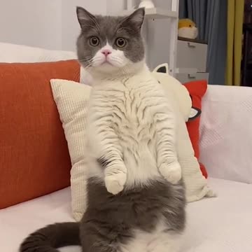 Aww funny cute cat videos compilation 🐱💘 Kitten & Cash Cat Meow #shorts