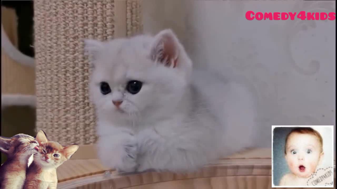 Cat funny comedy4kids Adorable Mama Cat And Her Baby Kittens Will Warm Your Heart