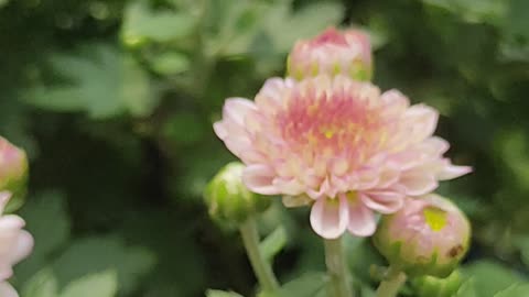 Flower Video , Mobile video ,