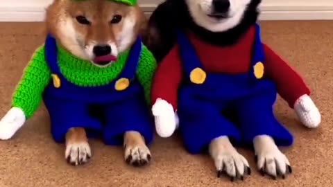 Cute dog😻😹