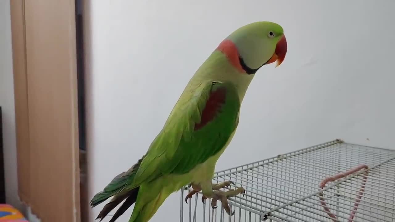 Kaccha badam Pushpa Nhi Pablo Parrot hai apni Singing ka fan p8