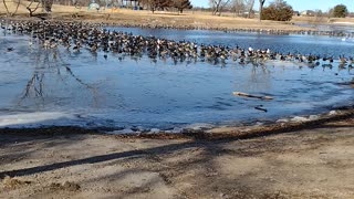 Geese and Swans