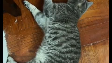 master distraction to touch the belly