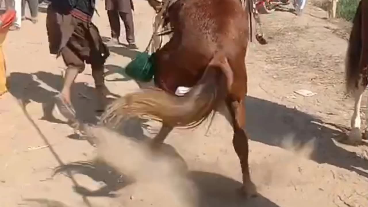 Horse Attack 3
