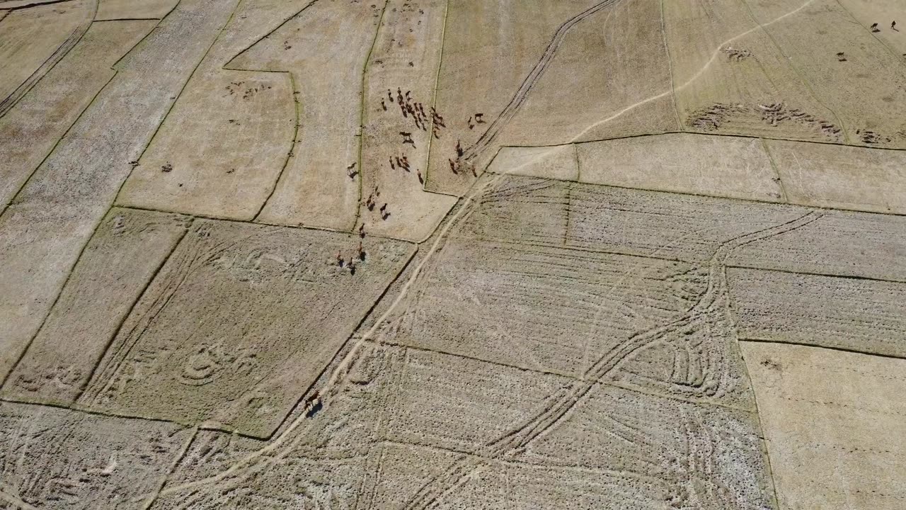 Cow Herd (Nature) ASMR