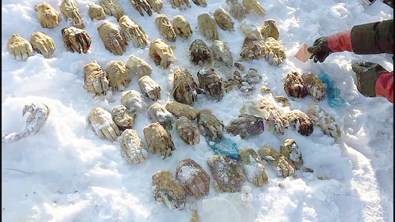 Woman Finds Massive Tree Washed Ashore & What She Saw Shocked Everybody