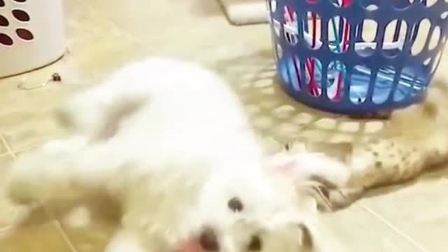 The cat plays happily with the dog