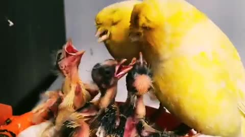 Beautiful bird sounds in the world3